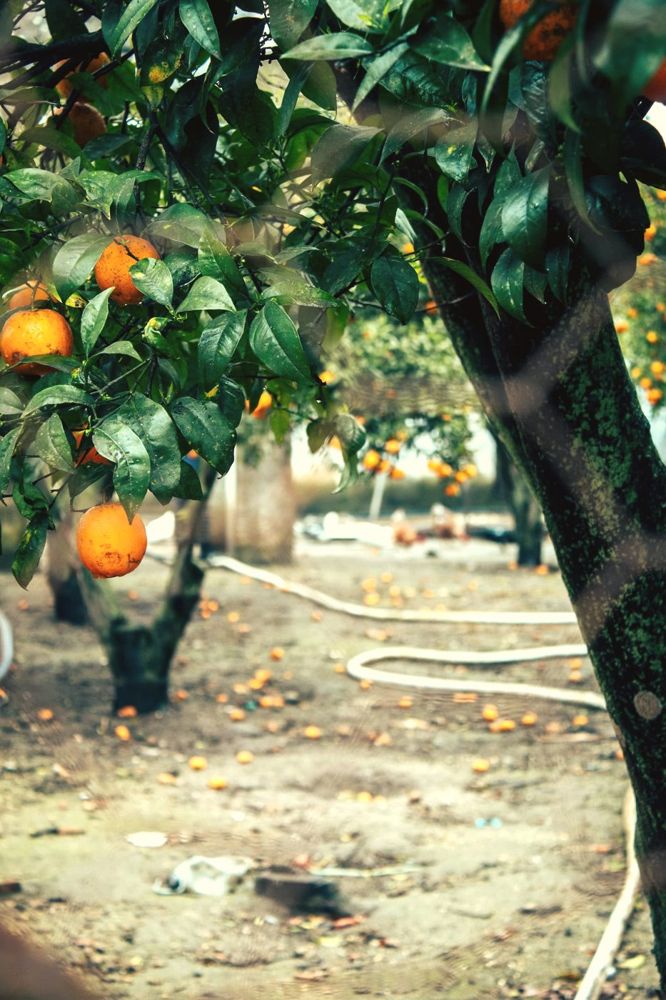 Oranges on the tree