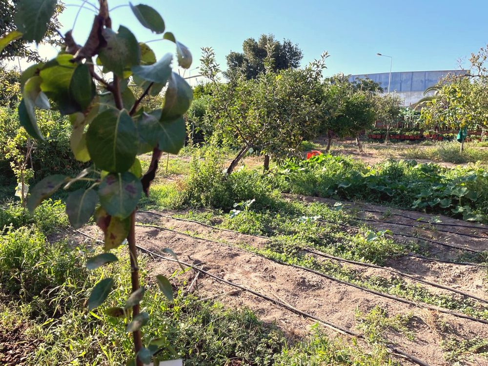 The vegetable garden in spring