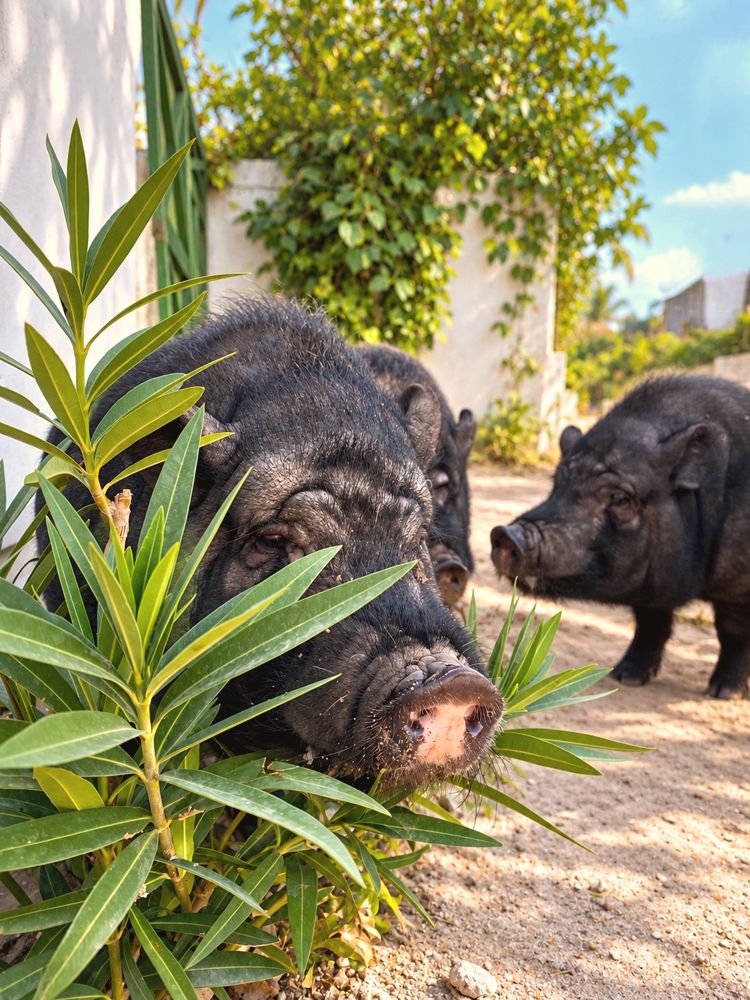 Curious snouts among the greenery