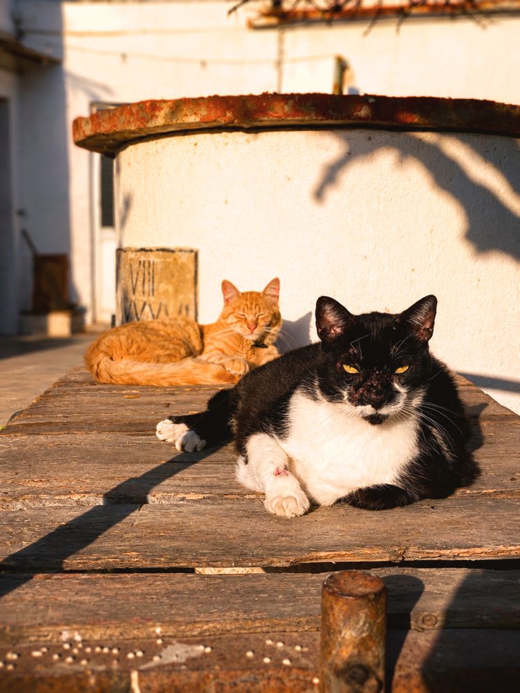 The shady spot belongs to the cat