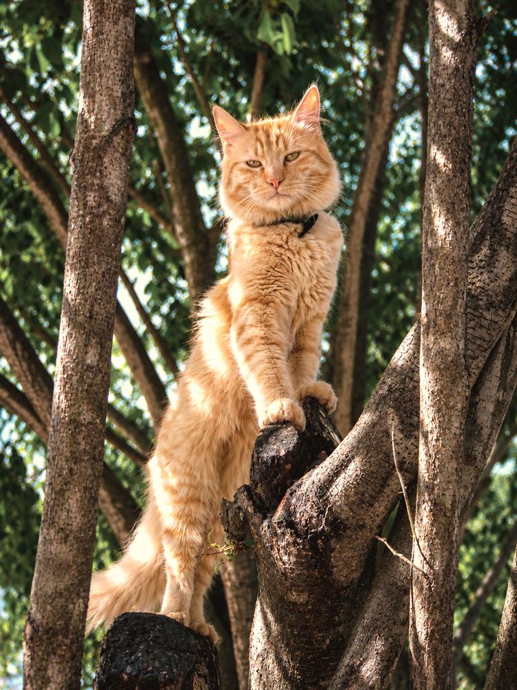 A sunny perch in the garden