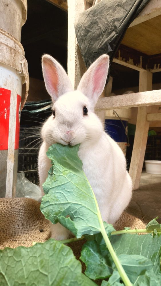 Tori enjoying a leafy snack