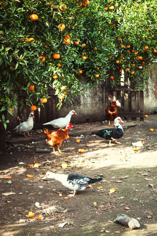 Feathered neighbours beneath the orange trees