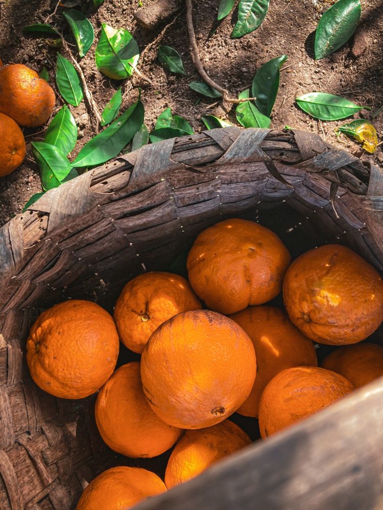 A basket of oranges from the garden