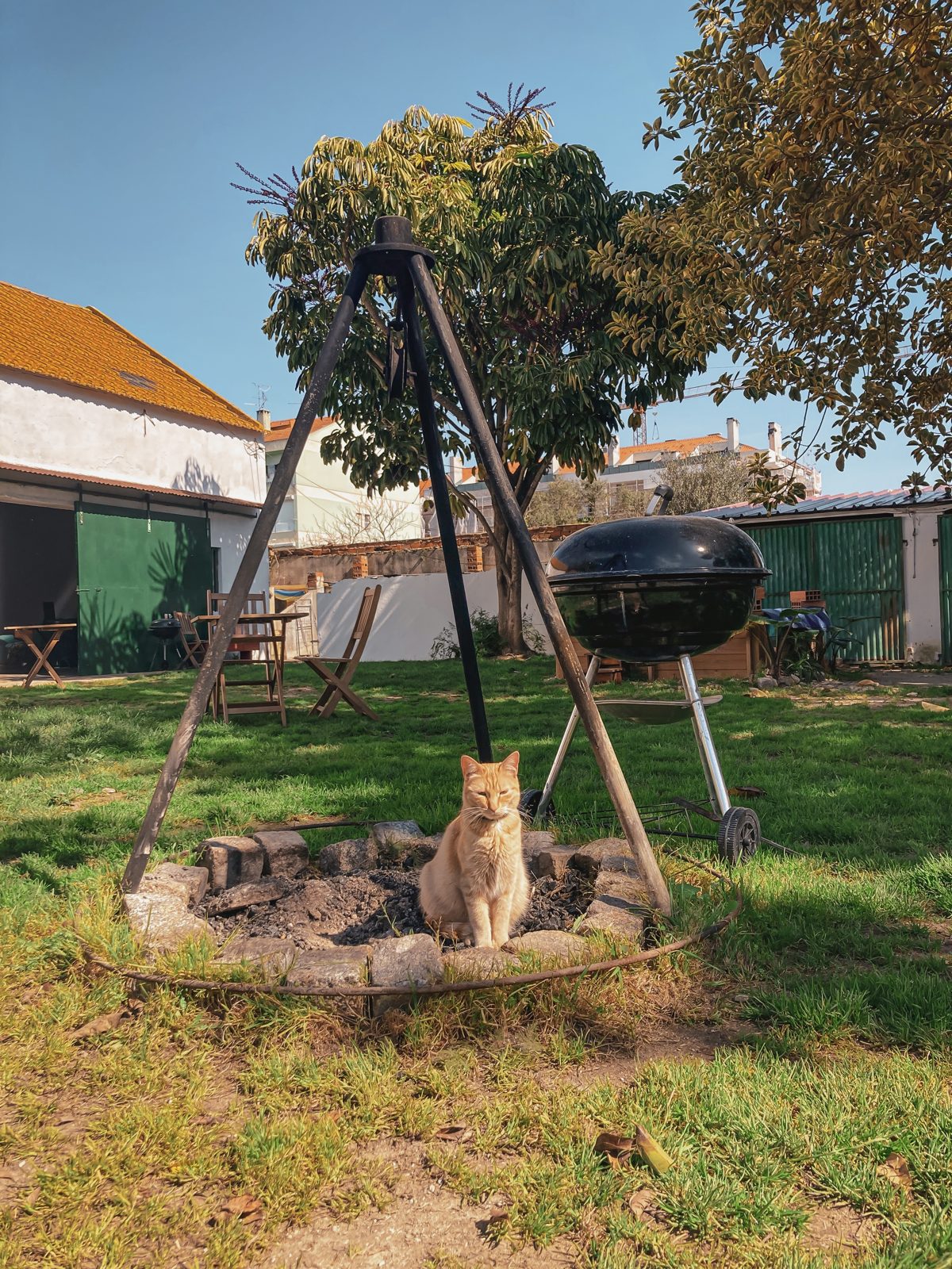 A cat resting by the fire pit on the lawn