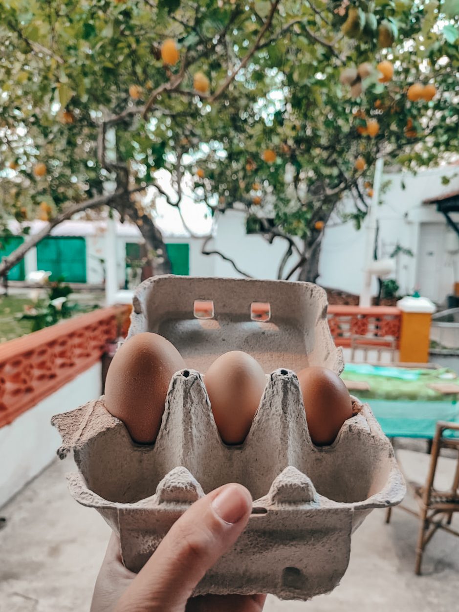Eggs from the hens