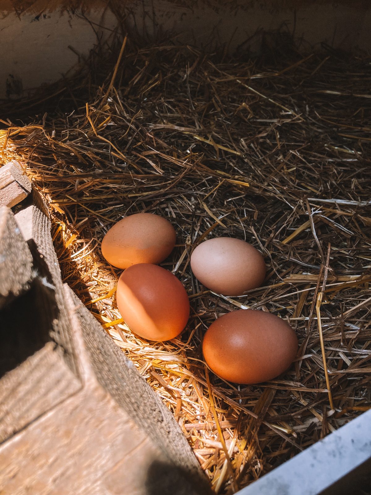 Fresh eggs in the nest