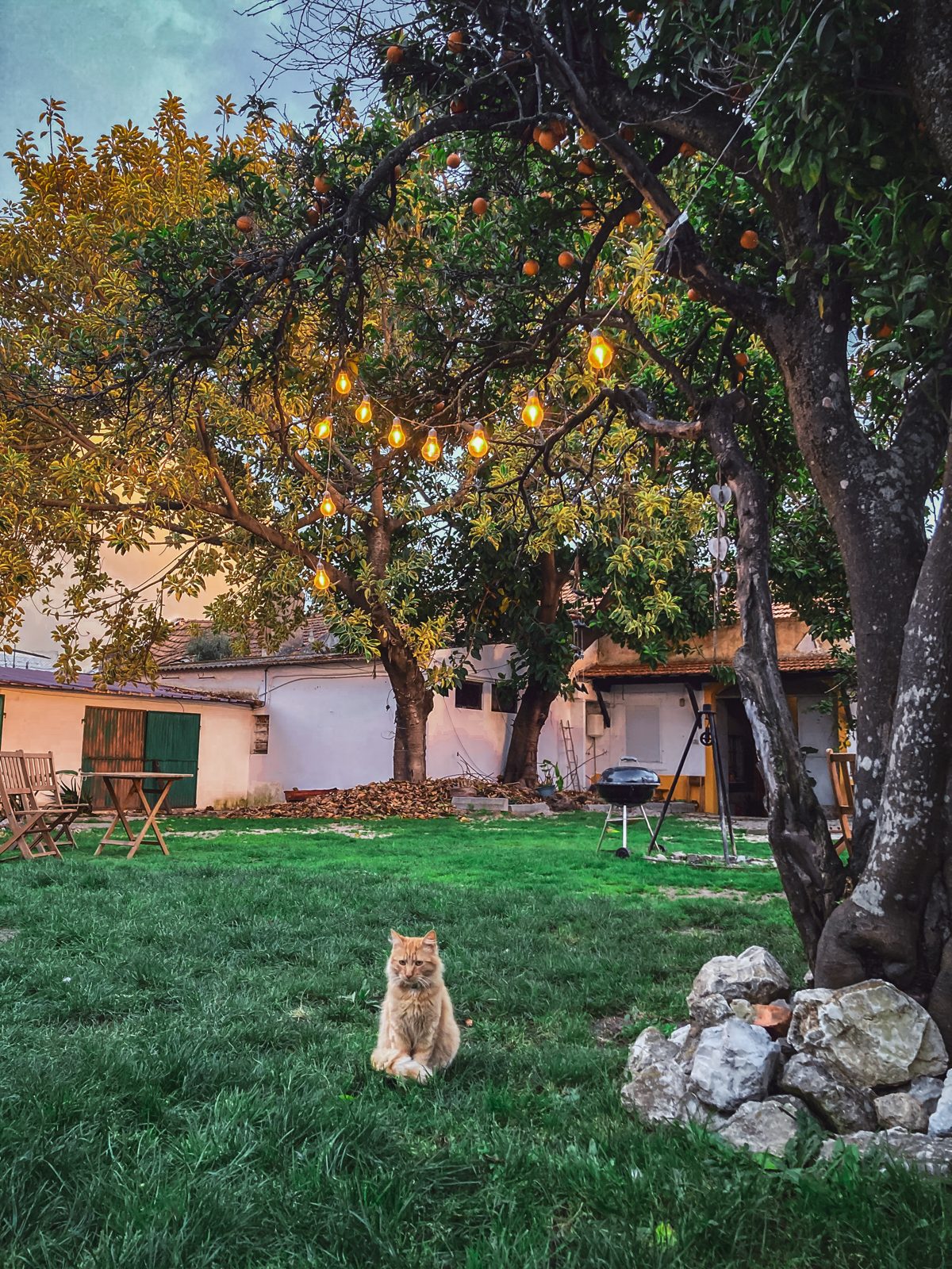 The garden at dusk under the string lights