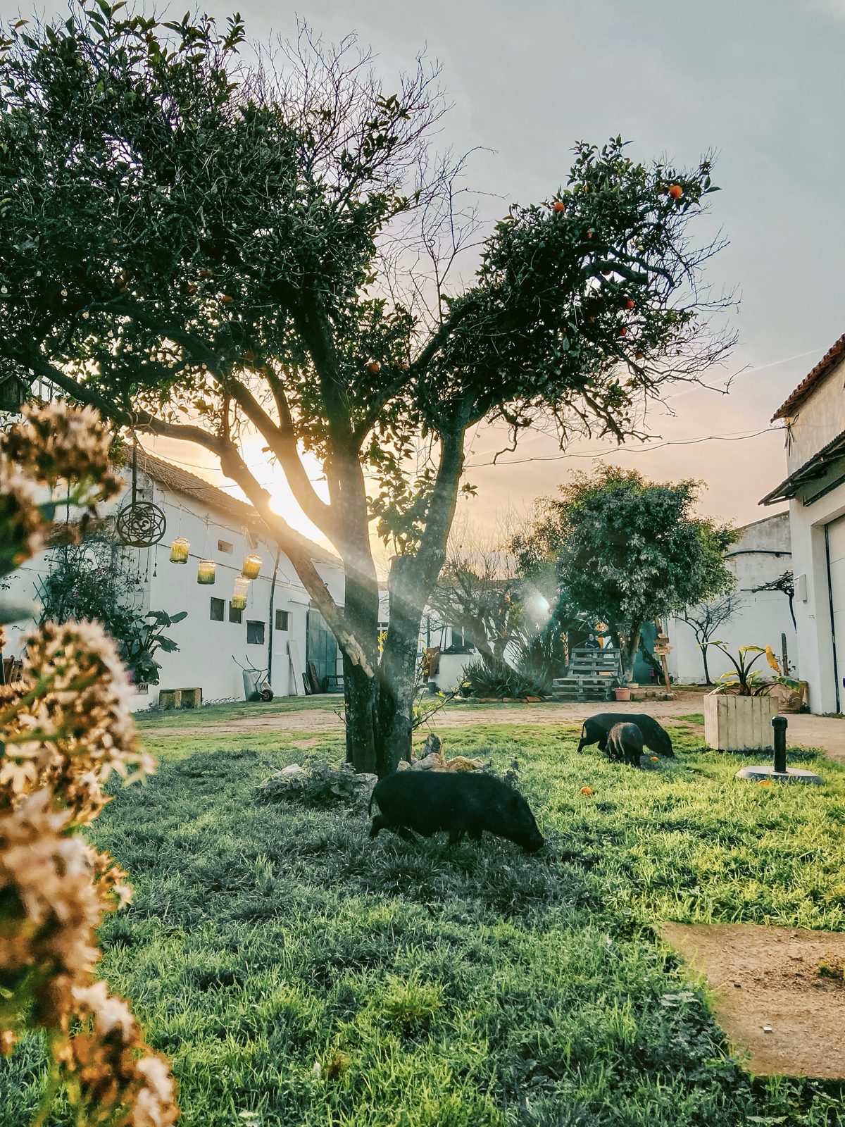 Morning sun through the garden