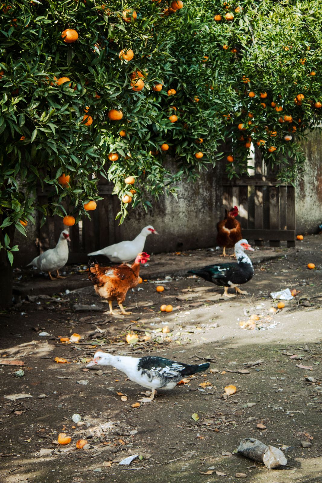 The hens under the orange tree