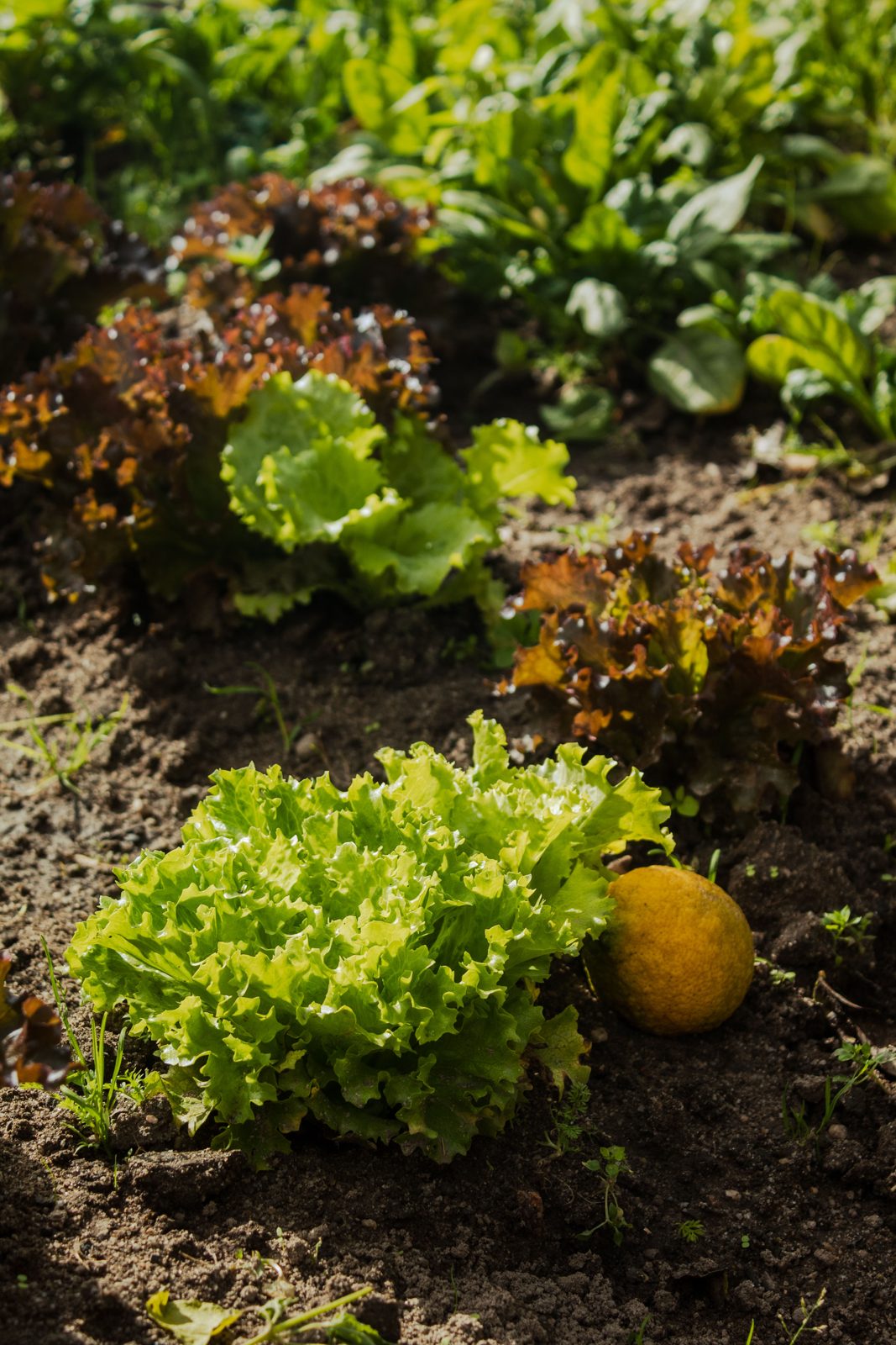 Lettuce and a lemon from the vegetable garden