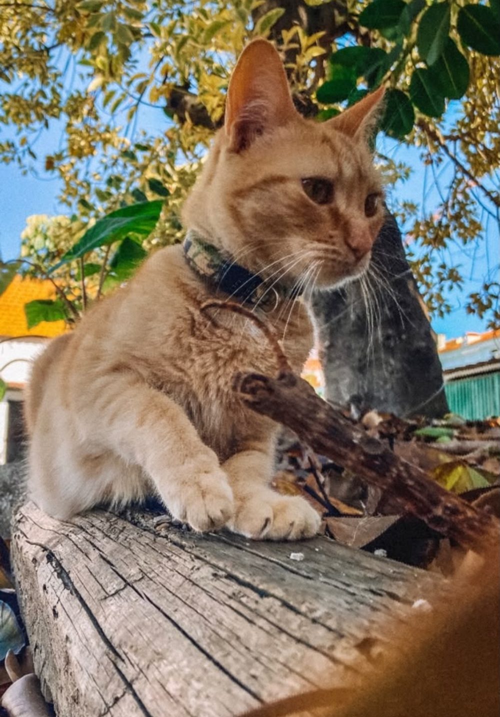 Maria, the ginger cat, on a log under the trees