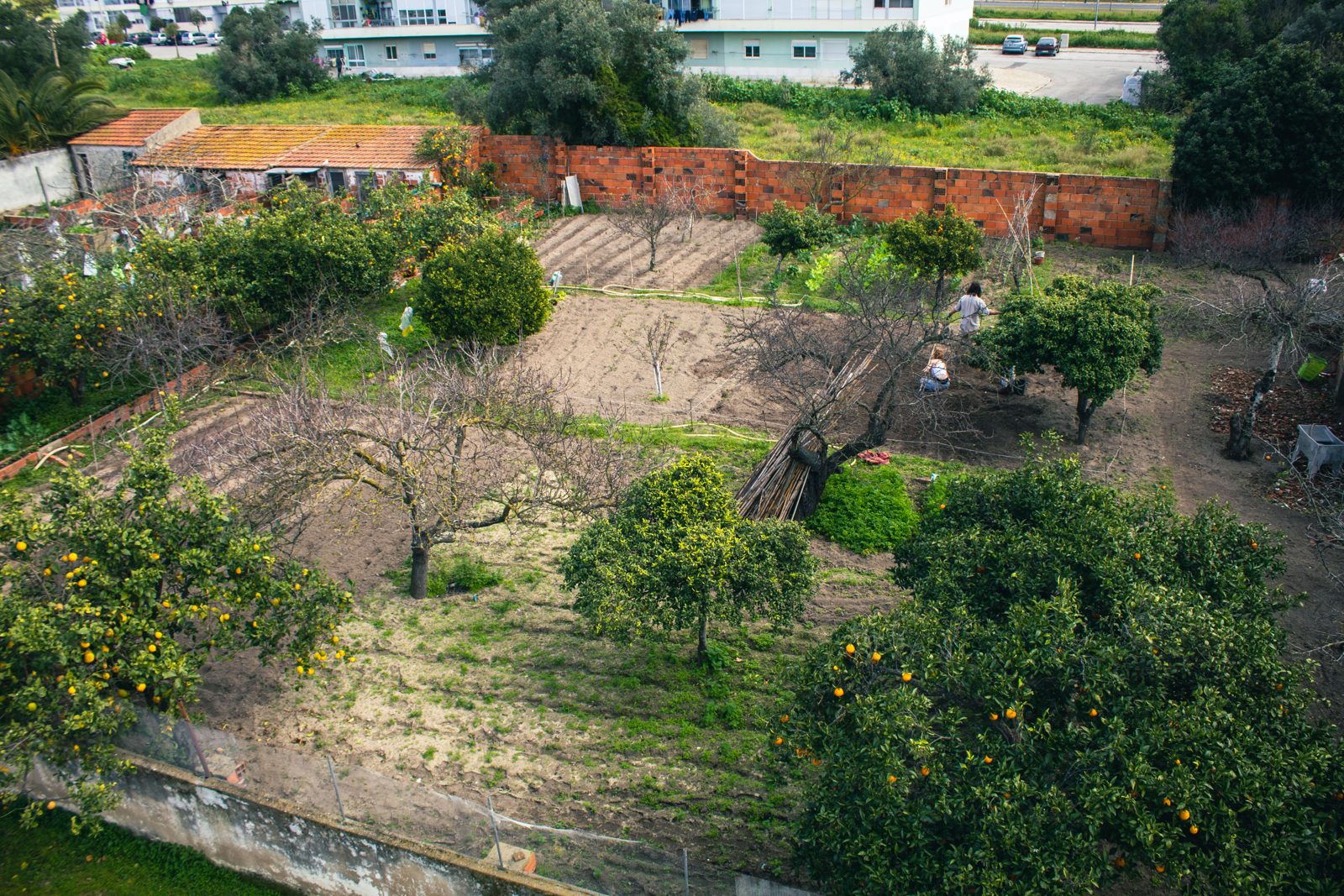 The orchard from above