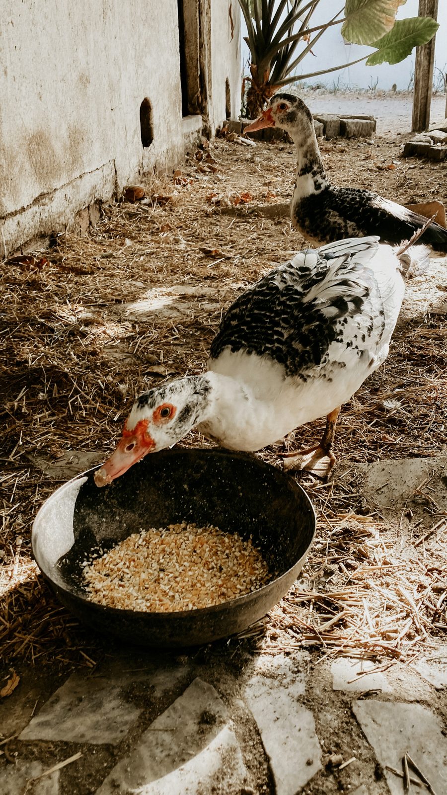 Pato, a white and black duck, at the feeder