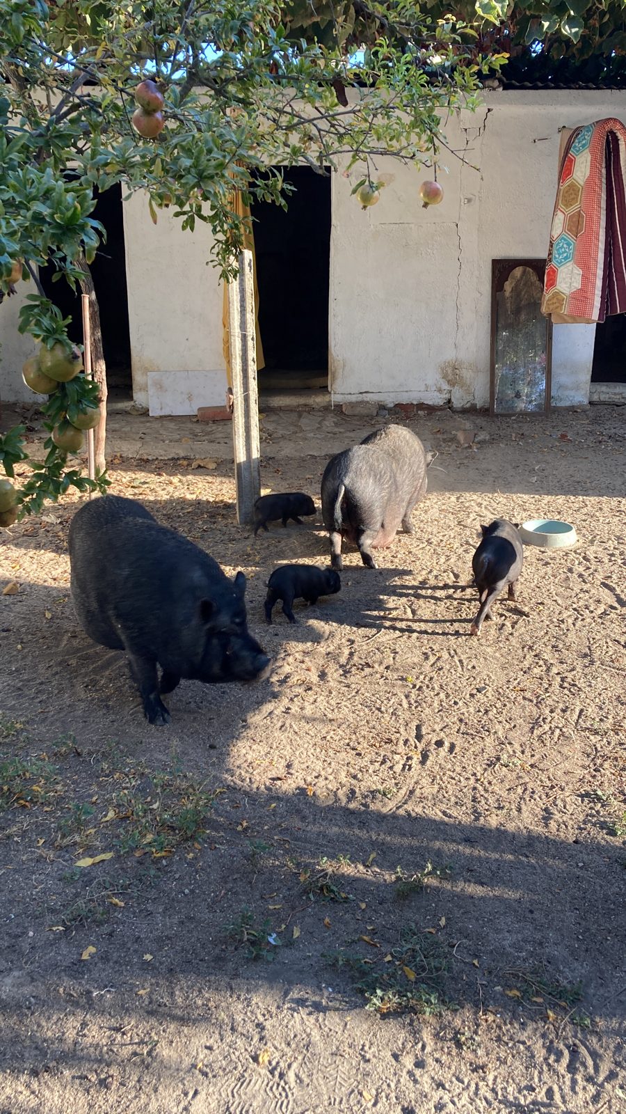 Joaquim and his kids in the yard