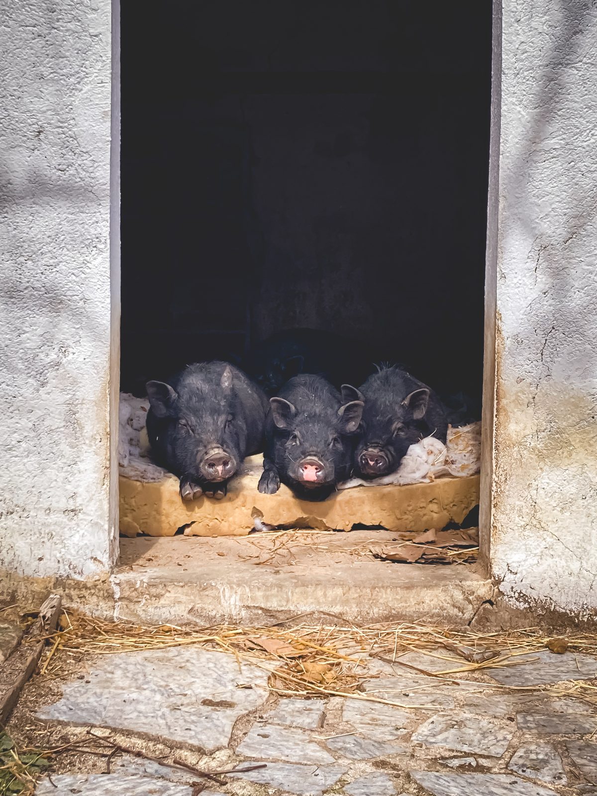 Joaquim's kids looking out of their house