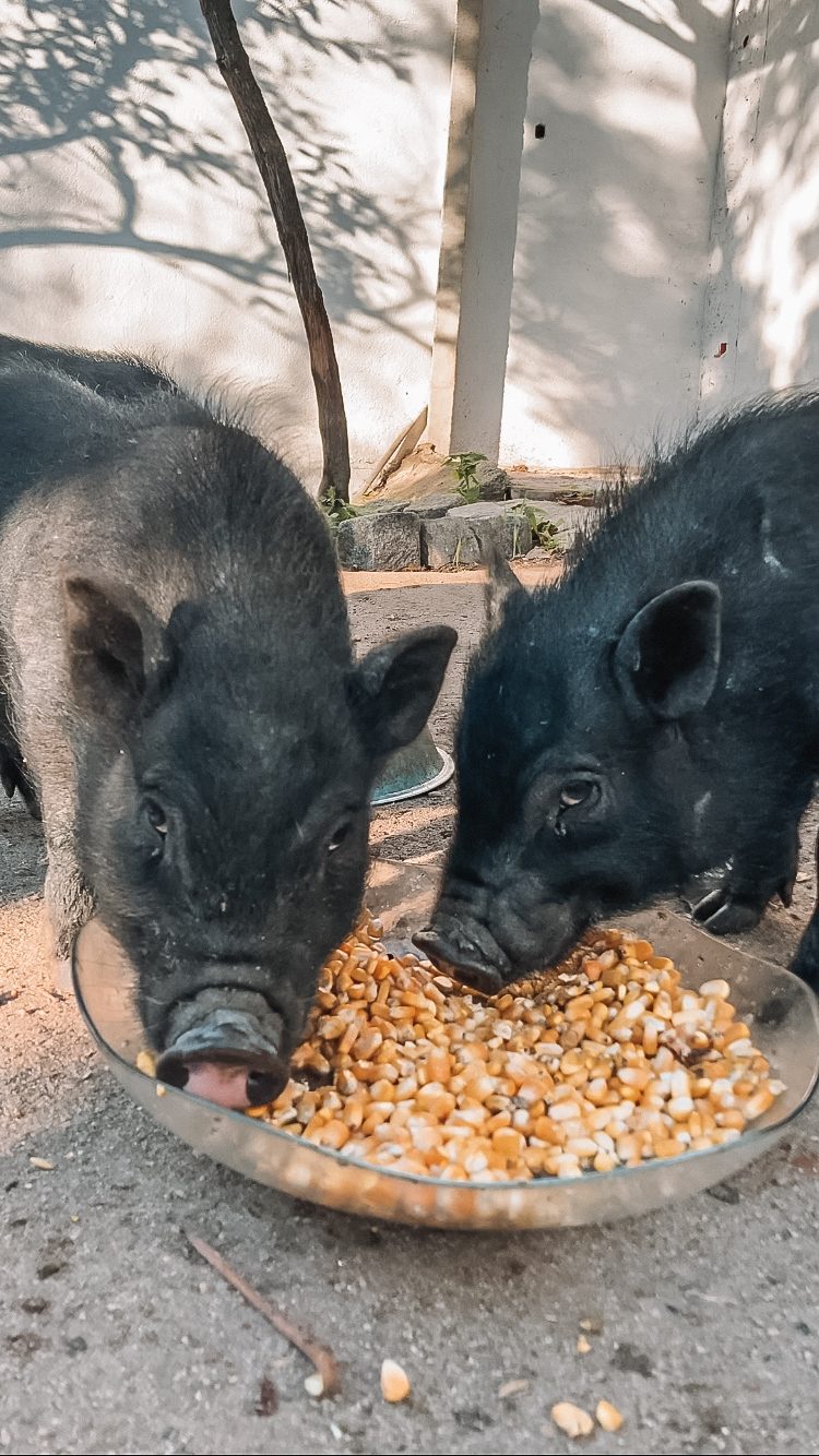 Feeding time for the pigs