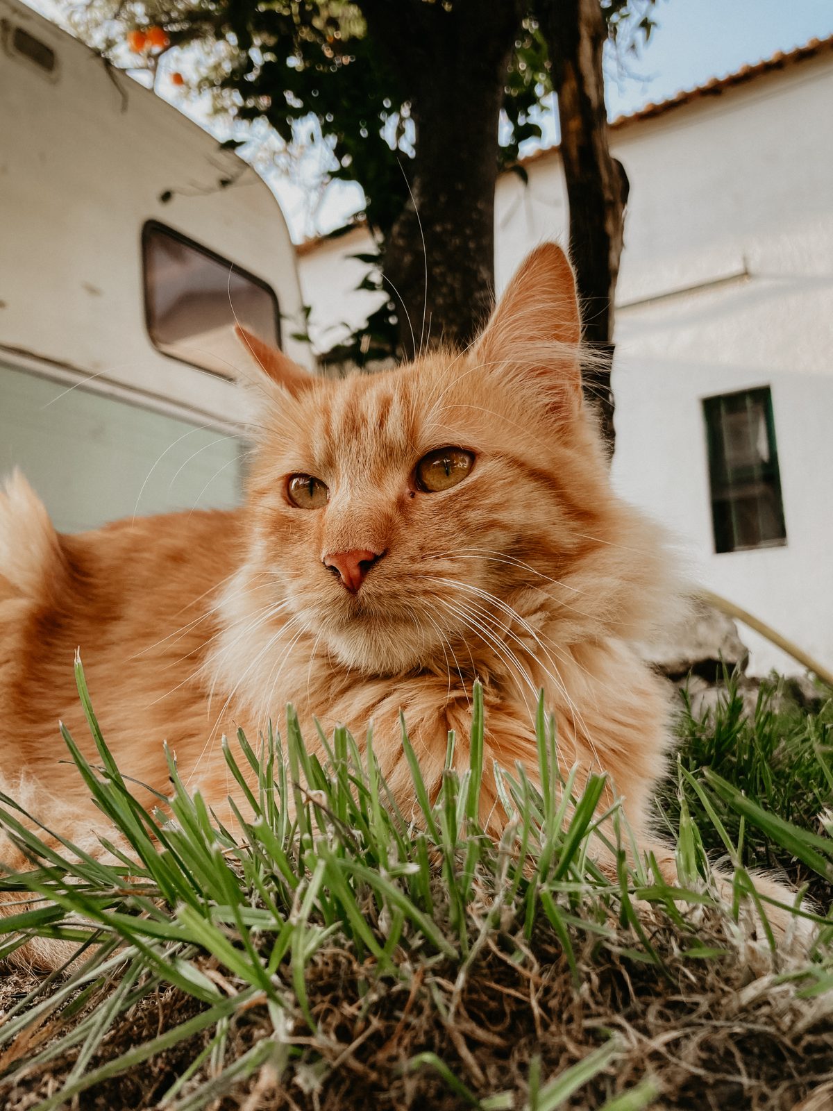 Simon the cat in the grass