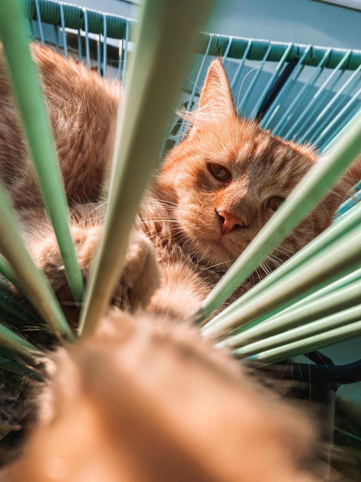Simon, a ginger cat, peeking through palm leaves