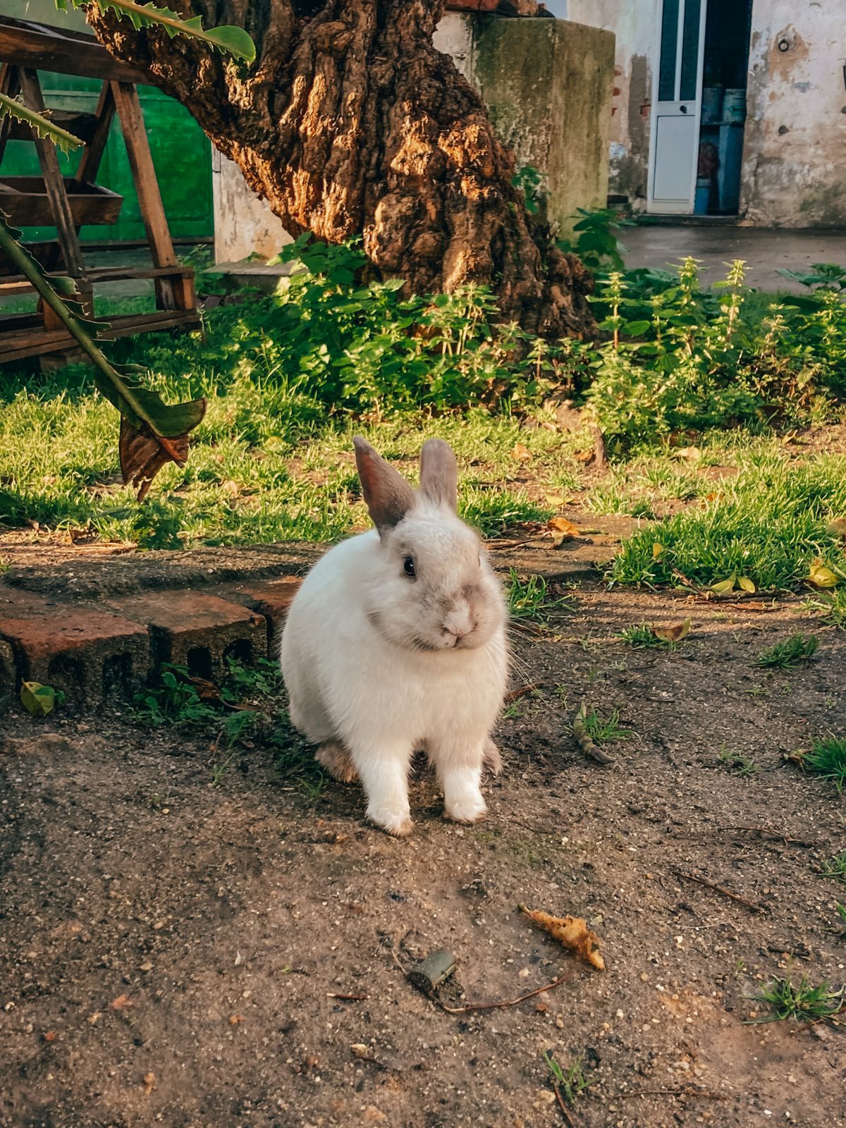 Tori the rabbit in the garden